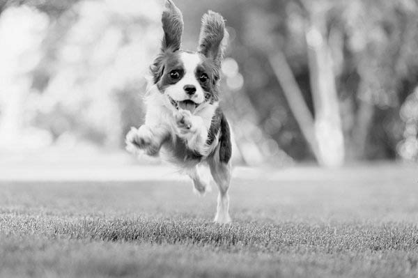 © Jenny Karlsson Photography | Cavalier  puppy running