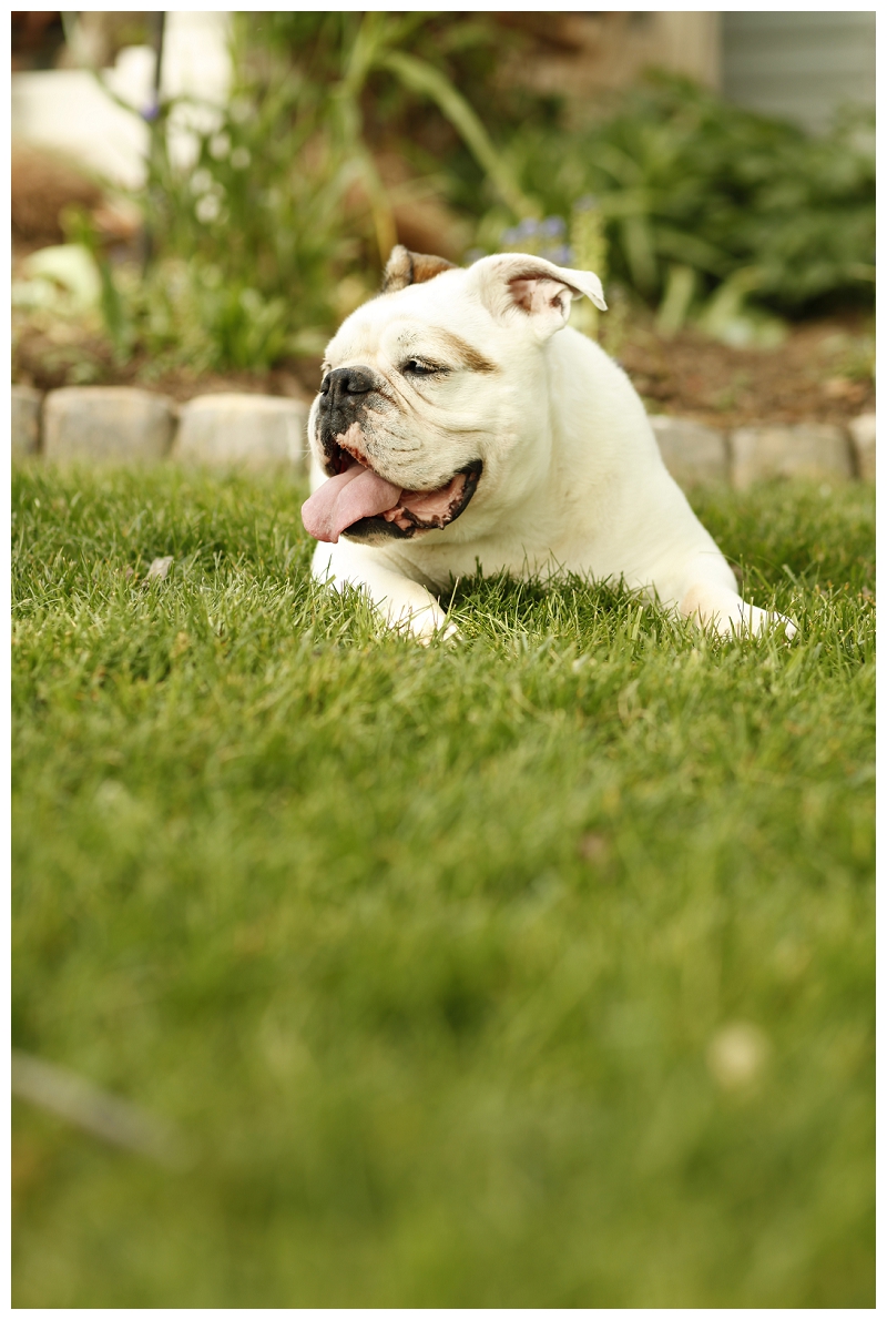 White English bulldog resting in the grass, © photographs by Megan, lifestyle pet portraits