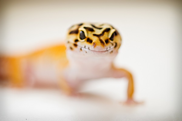 © Alice G Patterson Photograph | Syracuse Pet Photography, Alice G Patterson, Leopard Gecko
