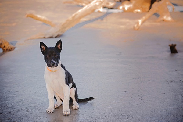 © Brooke Ashley Photography  | lifestyle-family-puppy-photography, Savannah-on-location-dog-portraits, beach puppy