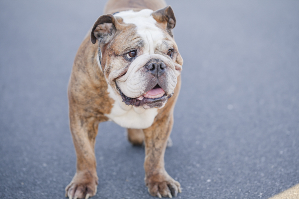 © Casey Hendrickson Photography | English-Bulldog, canine cancer