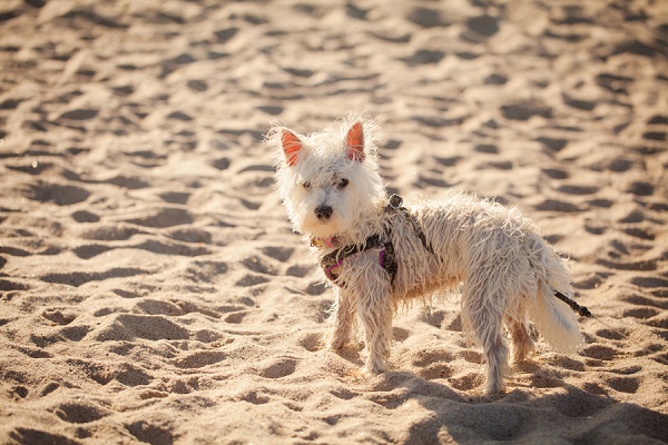 © Casey Hendrickson Photography | West-Highland-Terrier, lifestyle-dog-photography