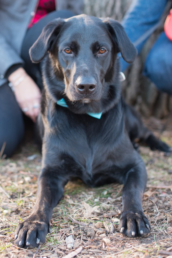 © Cassady K Photography | Fall-engagement-photos, Black-Lab, Handsome-dog, Westchester-engagement-portraits