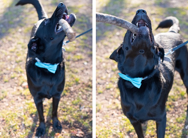 © Cassady K Photography | Black-Lab-chewing-stick, Dog-bow-tie