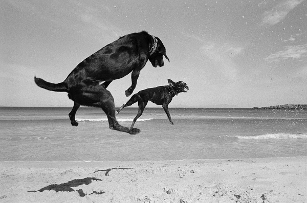 © Graeme Williams | Two Dogs, Pringle Bay, Cape, South Africa. 1999/2000