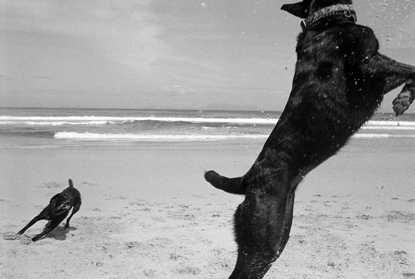 © Graeme Williams | Two Dogs, Pringle Bay, Cape, South Africa. 1999/2000