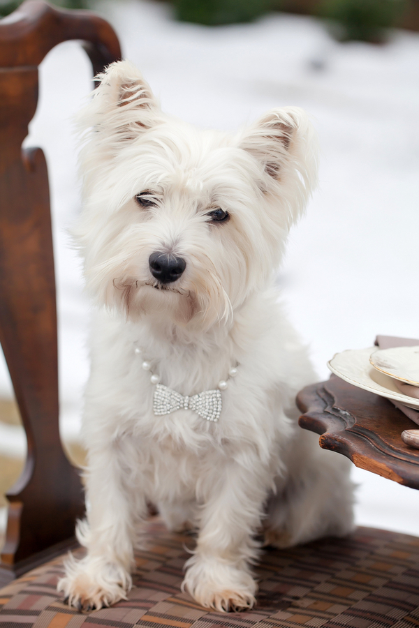 © Casey Hendrickson Photography | Best dog, wedding-dog, Westie