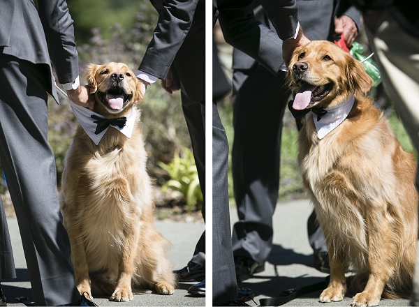 © Jules Bianchi Photography | Dog-getting-ready-for-wedding, Golden Retriever