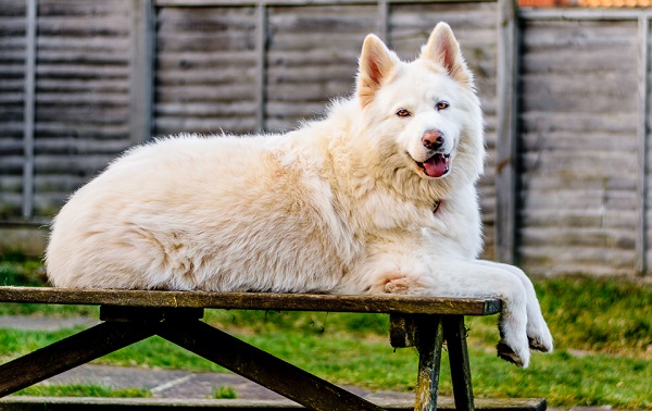 © Lebolo Photography  | White Husky Shepherd  mix, dog on picnic table