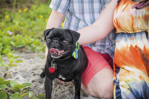 © Enduring Impressions Photography | Black Pug, including dogs in  beach engagement photos