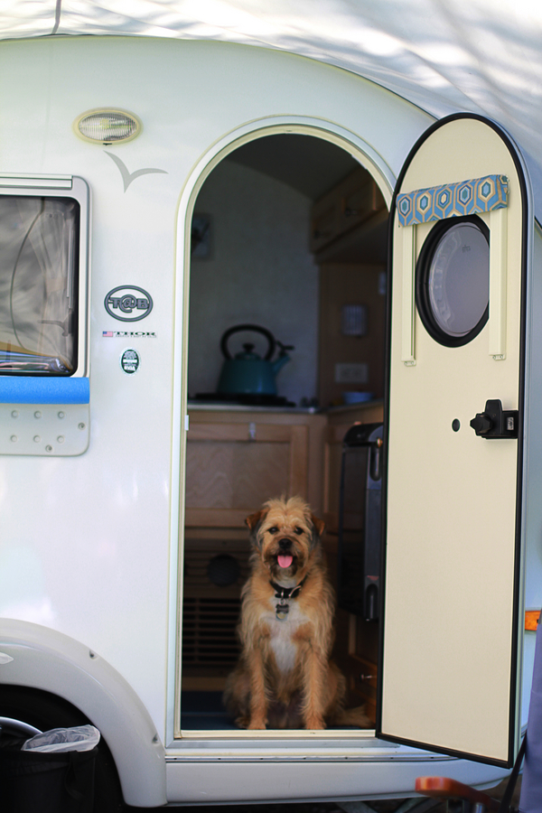 © Erin Kroll Photography | Daily Dog Tag |Grizzly in the camper