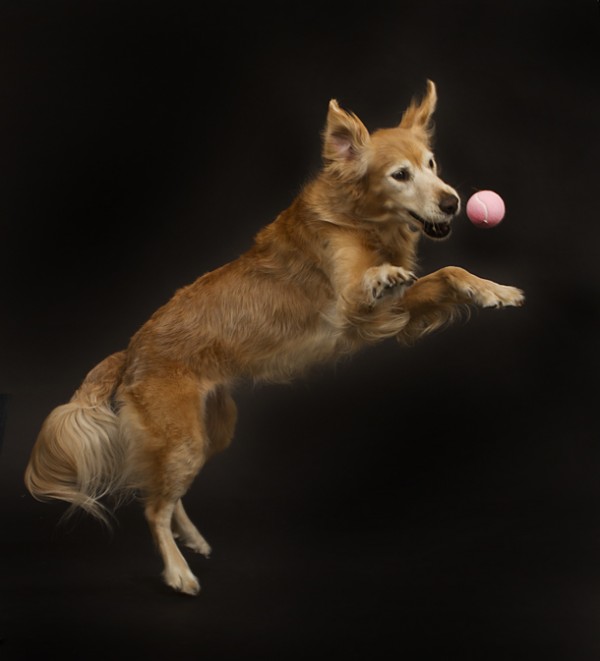 © Allison Shamrell Photography | Daily Dog Tag | Fetching!, senior-Golden-Retriever