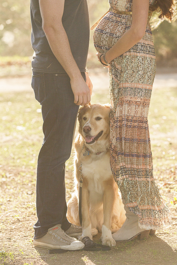 © Joanne Leung Photography | beautiful dog friendly maternity session, Golden Retriever mix, California-maternity-photography with mixed breed