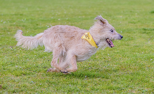 © Lebolo Pet Photography| action dog photography, dog running, UK-on-location-pet-photography