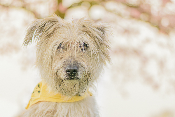 © Lebolo Pet Photography| on location dog photography, Norfolk, UK, Terrier-Lurcher-mix, handsome dog