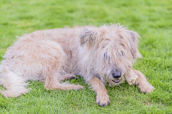 © Lebolo Photography | senior dog chewing treat, big scruffy dog, muddy dog