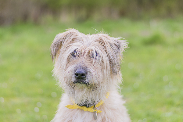 © Lebolo Pet Photography | on-location-lifestyle-dog-photography, handsome senior dog, scruffy dog in yellow bandanna, Terrier/Lurcher mixed breed