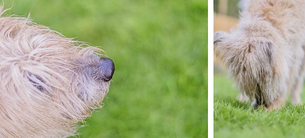 © Lebolo Pet Photography | Alfie, Lifestyle Dog Photography, Lurcher cross nose, Lurcher cross breed sniffing ground