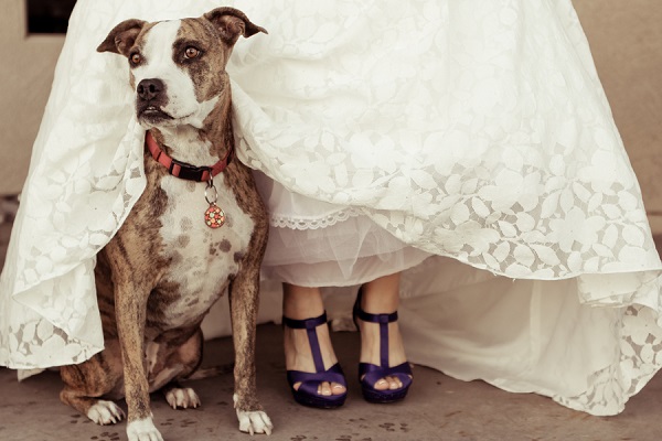 © Love My Life Photography | pittie,  wedding dog, bride and dog, wedding dog photos, wedding gown, purple shoes, dog