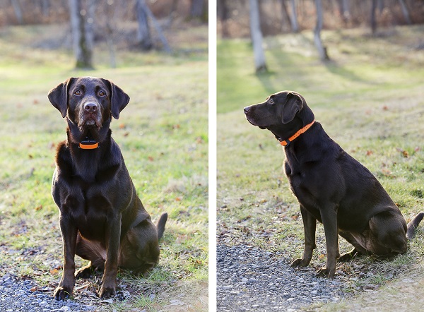 © Meghan Thomas Photography | Chocolate Lab, on location pet photography