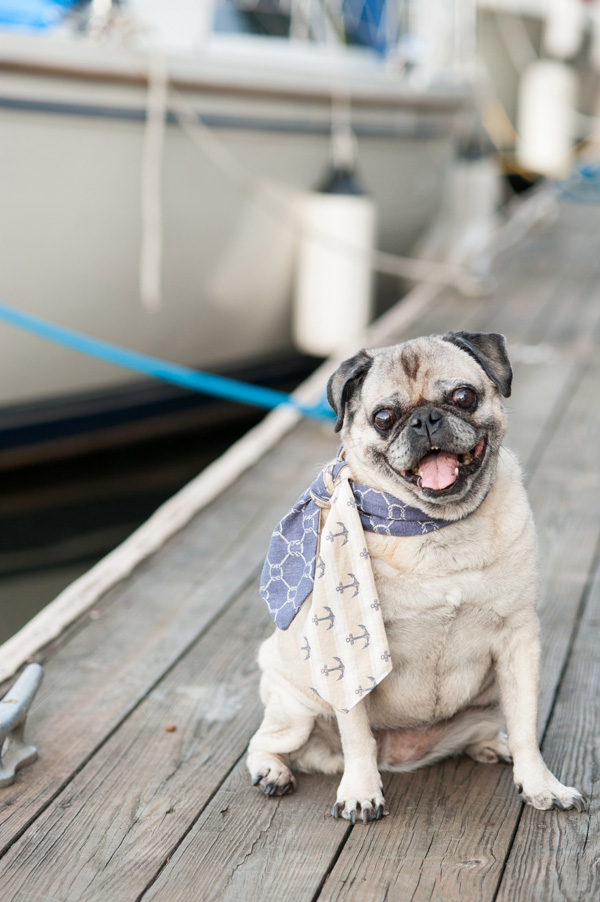 © Alice G Patterson Photography | dog wearing nautical scarf, dogs on the dock, Syracuse dog photographer