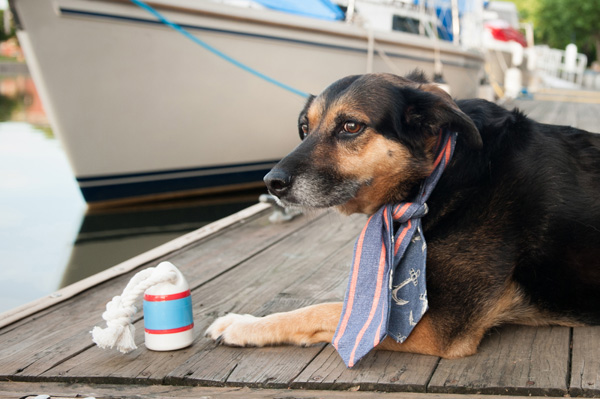 © Alice G Patterson Photography | mixed-breed wearing reversible scarf, dock dog, buoy toy