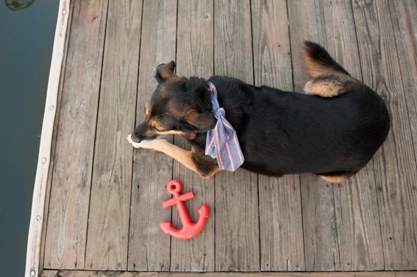 Daily Dog Tag- DIY Projects for Dog Lovers, Shepherd-mix-on-dock, nautical styled dog photography session, Baldwinsville lifestyle photography