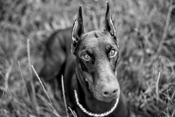 © Paw Prints - Custom Pet Portraits by Charlene  | Doberman, beautiful black white dog photograph, on location dog photography