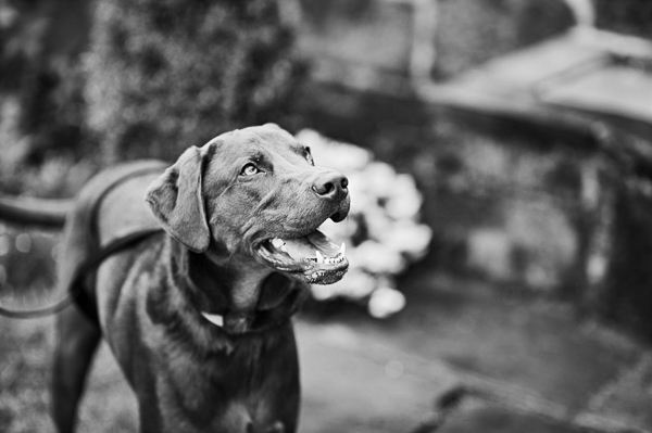 © Robyn Blasi Photography | handsome-chocolate-lab-mix, engagement photos with dog, Lab adopted from Packlove