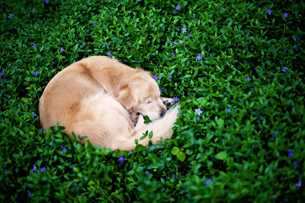 © Happy Tails Pet Photography | Daily Dog Tag |Sleeping-dog-in-Periwinkle