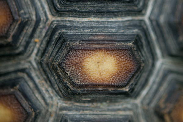  © Alice G Patterson Photography | Red Footed Tortoise shell detail, close up of tortoise shell©