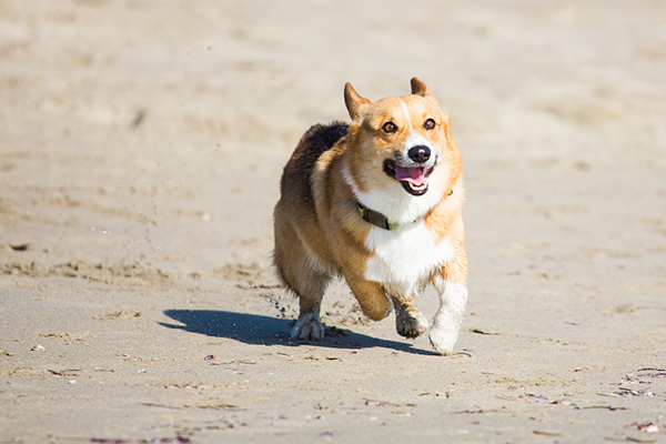 © Anthony Helton | Purple Collar Pet Photography | Corgi running on beach