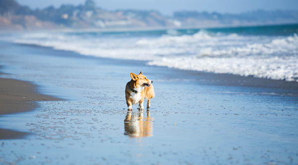 © Anthony Helton | Purple Collar Pet Photography | Corgi at beach,  on-location-dog-photography