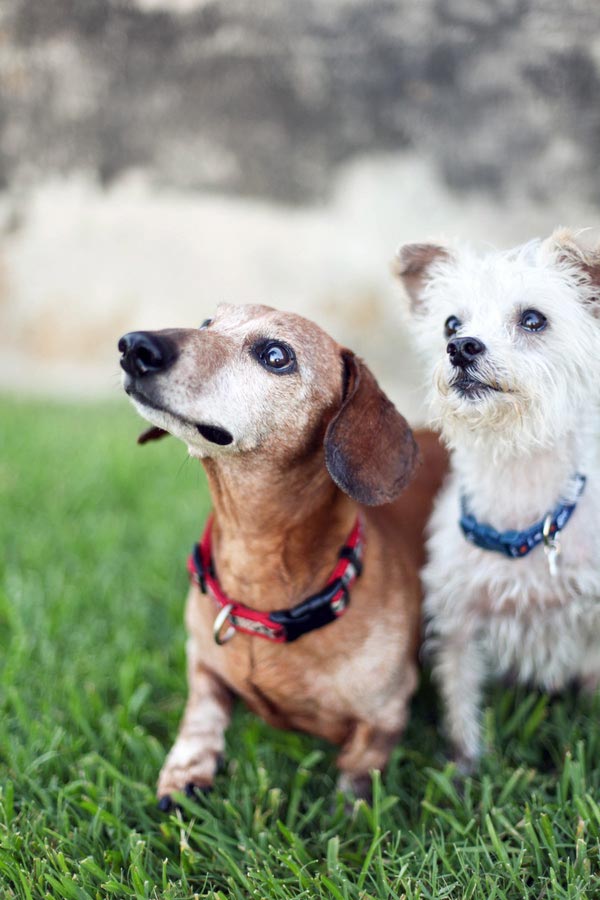 Happy Tails: Ross and Rusty