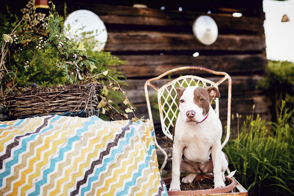 Jessica Cobb Photography- Lifestyle-dog-photography-8