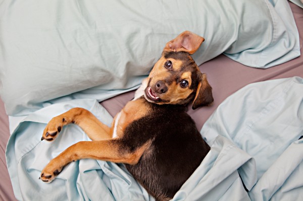mixed-breed-on-bed, happy-dog