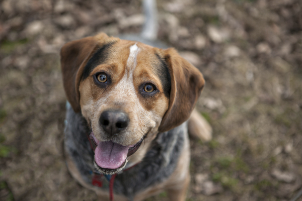 © Paw Prints -Pet -Portraits by Charlene | dog sitting outside, happy dog, fall dog photos