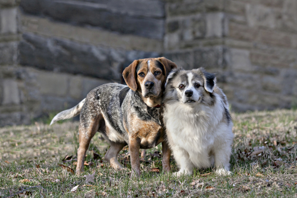 © Paw Prints -Pet -Portraits by Charlene | dog bffs, cute old dog and hound mix, on location pet photographer