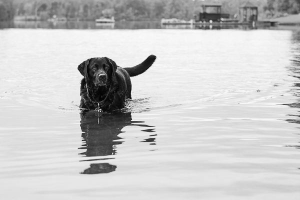 © Silent Moment Photography |  lifestyle dog photography. Black Labrador Retriever on dock