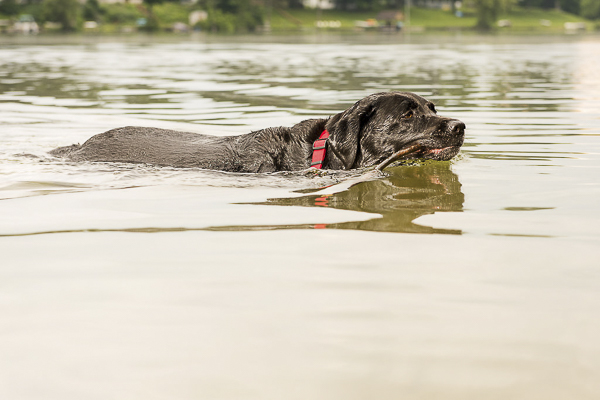 © Silent Moment Photography |  Lab swimming in lake, Lab retrieving stick