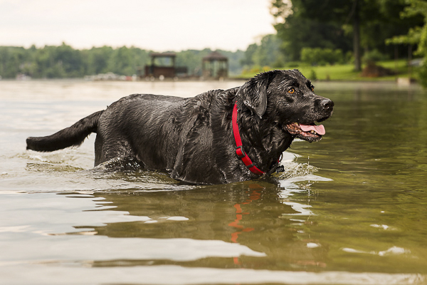 © Silent Moment Photography  | Black Labrador in lake, on location pet photography, Lab loves water