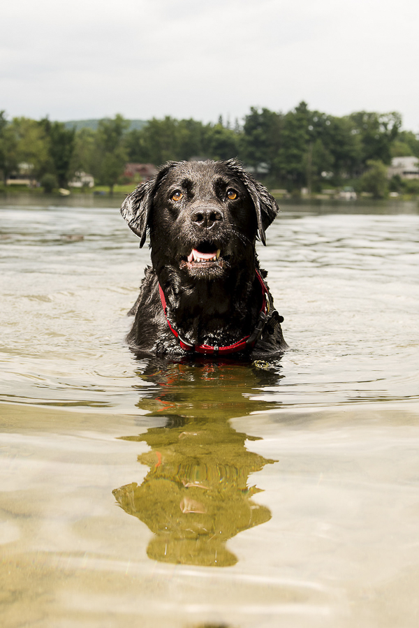 © Silent Moment Photography | lifestyle dog photography, Lab swimming in lake