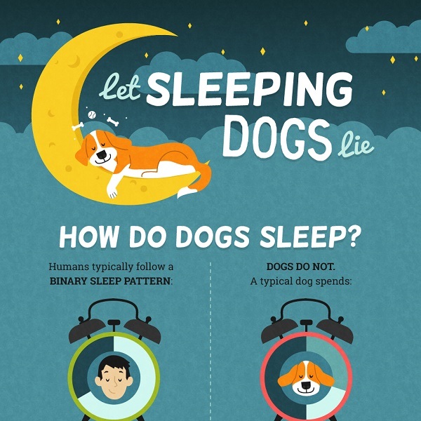 How Much Sleep Do Dogs Need? - Daily 