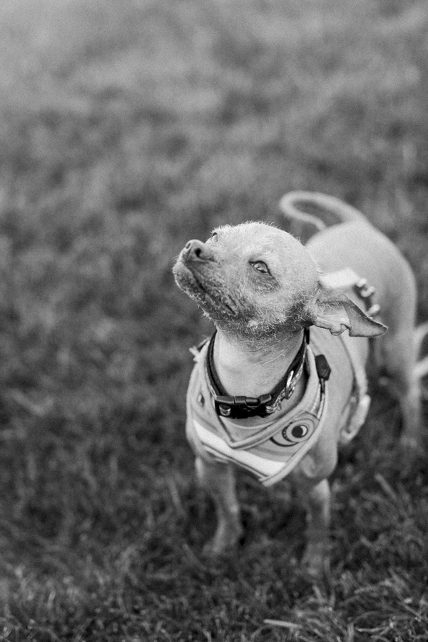 © Tiffany Tcheng Photography | Chihuaha-xoloitzcuintli mixed breed