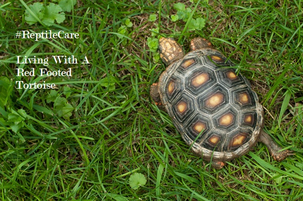 Living With A Red Footed Tortoise #Reptilecare