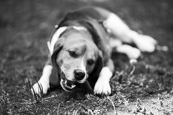 Italian beagle rescued from Green Hill, lifestyle dog photography