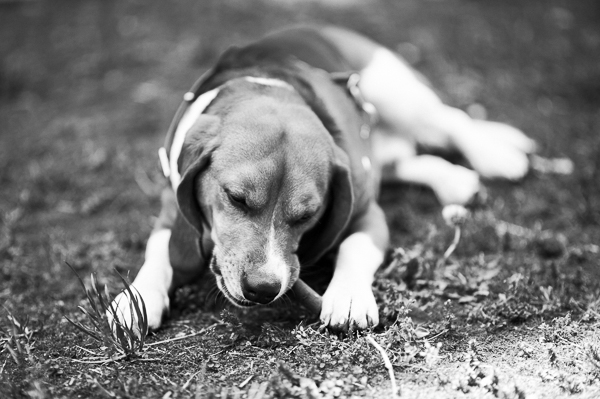 © Alessia Cerqua Photography | handsome Beagle rescued from animal testing facility, beagle chewing stick, black white dog photography