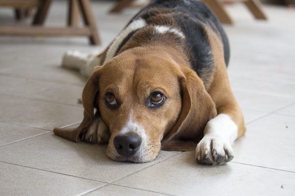 © Alessia Cerqua Photography | handsome Beagle, Beagle laying on tile floor