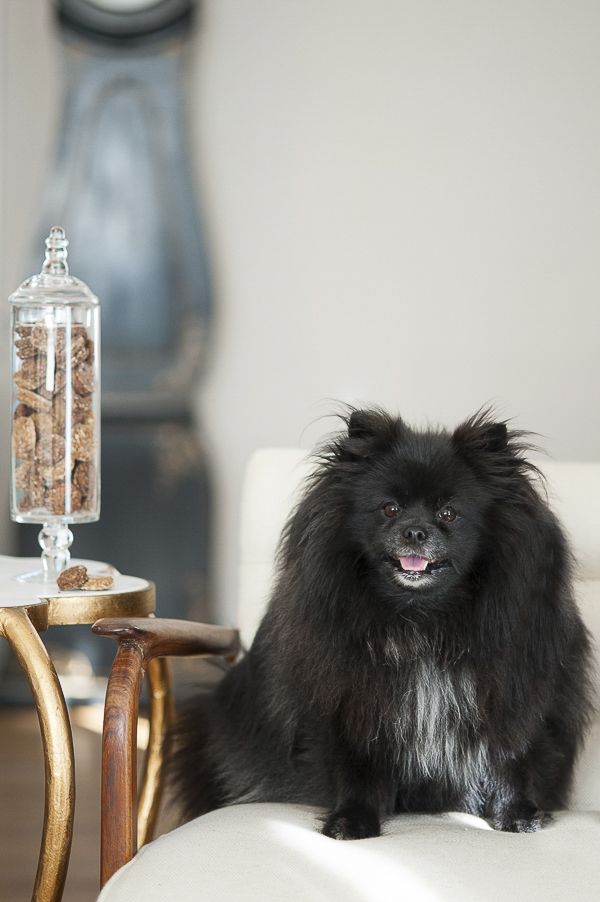 Leela Ryan Dog Treats, Pomeranian, the-well-treated-dog
