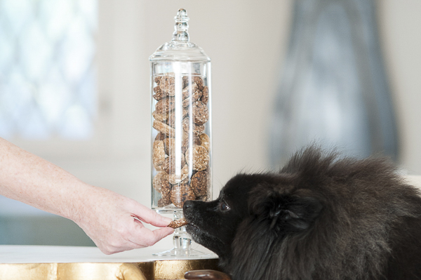 © Alice G Patterson Photography | Pomeranian taking treat, organic dog treats
